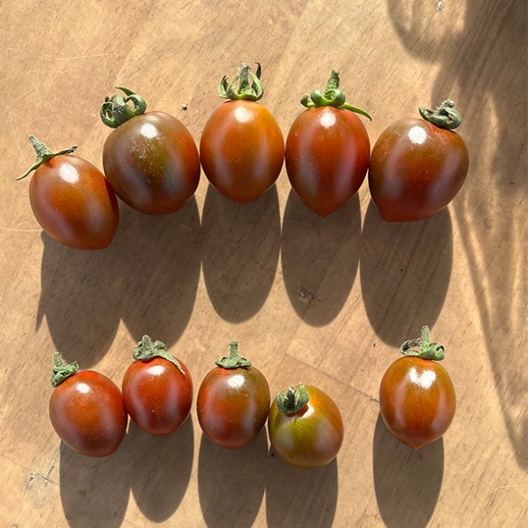 [만원의 행복] 프리미엄 흑대추 방울토마토(푸)