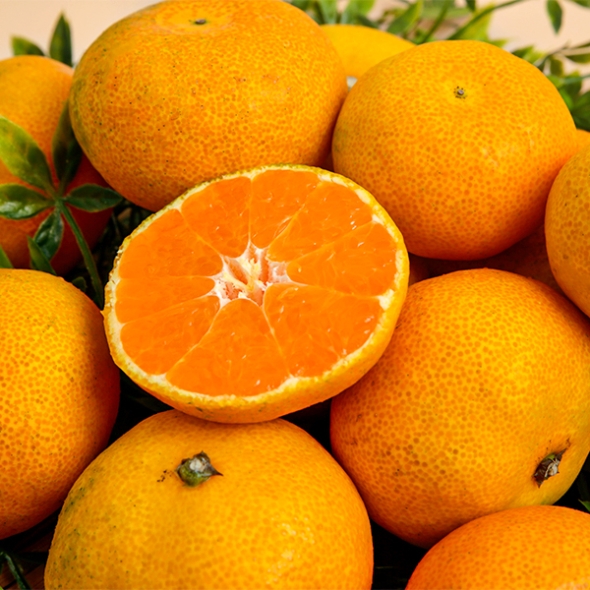 [만원의 행복] [푸토리] 새콤달콤 제주 햇 노지감귤 5kg 소과(2S)/중대과(L-2L)/로얄과(S_M)