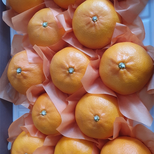 [보름데이] 프리미엄 고당도 천혜향(푸)