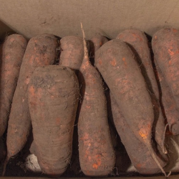  [신한카드 할인] 영양가득 가정용 제주 구좌당근 흙 햇당근  3kg/5kg/10kg