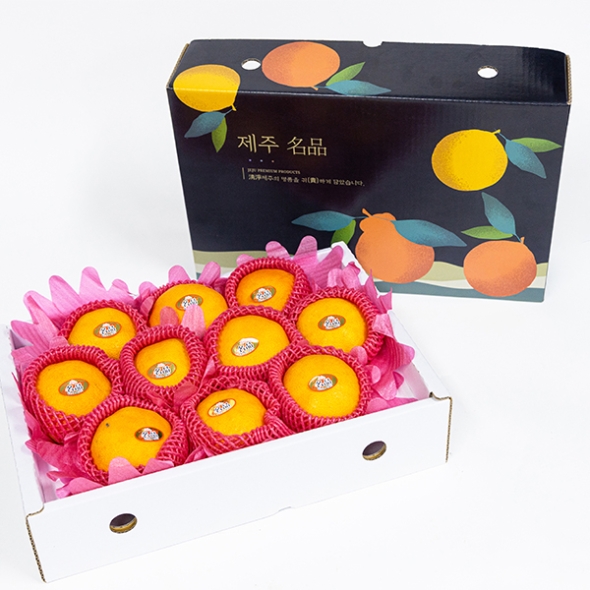 황금빛 속 붉은 매력  제주  레드향