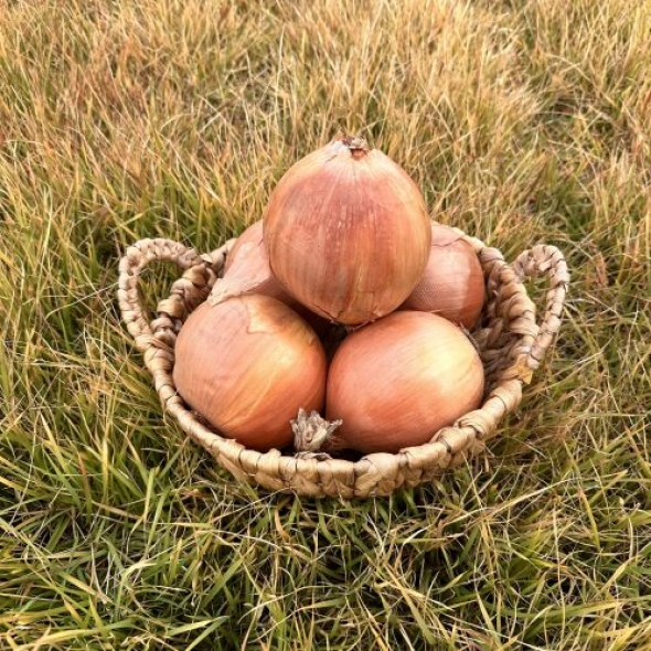 정품 국내산 양파 중대(로얄) 사이즈