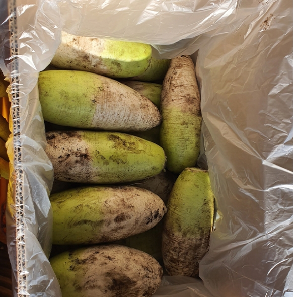 [주말특가] 겨울의 보물  제주 흙 월동무