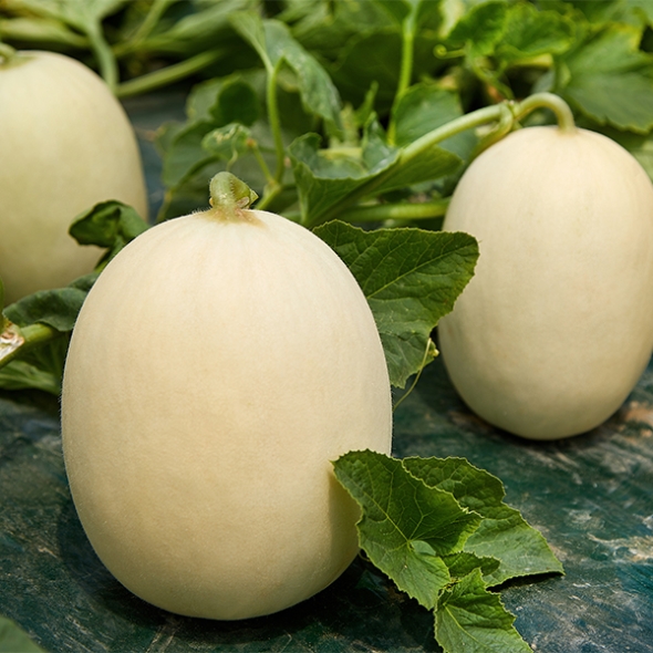 [오커최고] 설향 메론  신품종 멜론 1.5kg 3kg