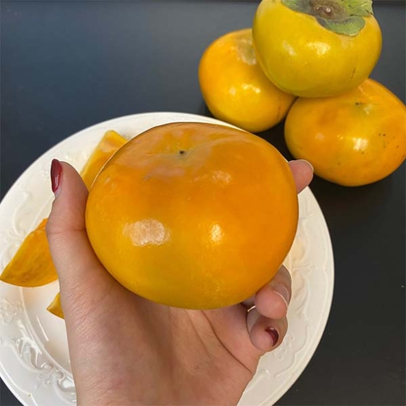 [GAP] 고당도 부유단감