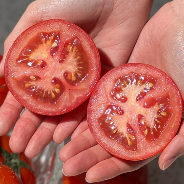 [오커캄스] 완숙 토마토 2kg 3kg 5kg 1~3번