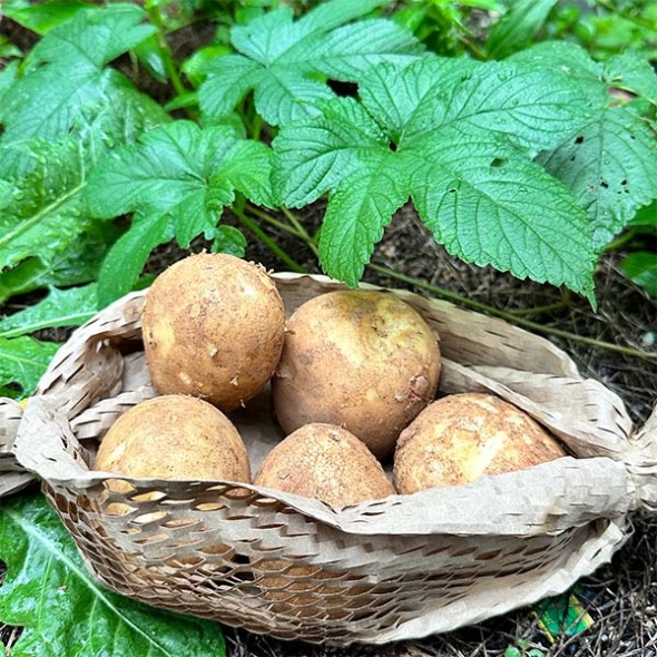 감자  (수미 or 두백)  