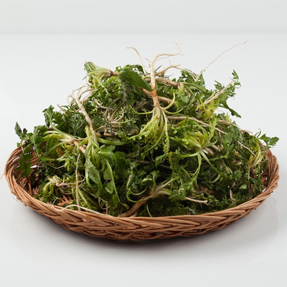 남해 세척냉이(푸)