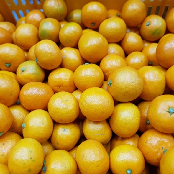 [감귤캄스] 새콤달콤 제주감귤 가정용 3kg 5kg 노지 감귤