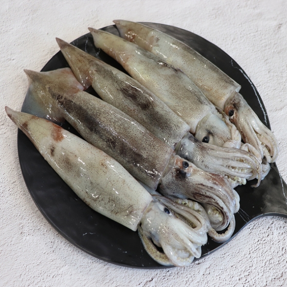 [총알오징어] 원양산 통찜용 오징어 1kg [7~13마리][냉동]