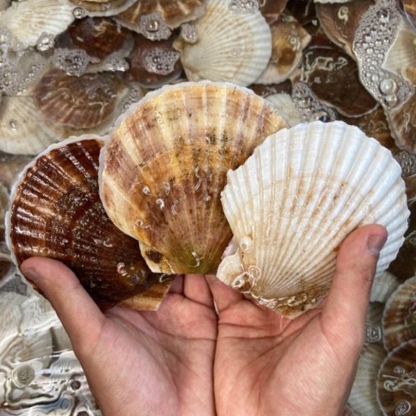 이순신수산 참가리비 국내산 동해안 고성 가리비 구이 회 찜 대왕가리비 수입산 1kg