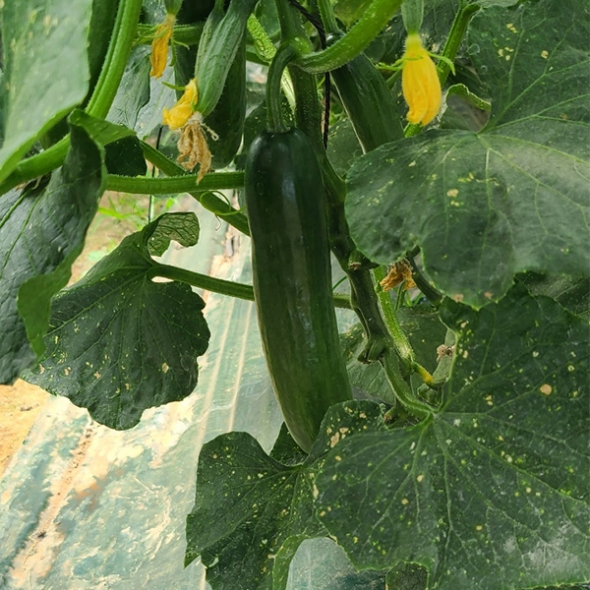 [만원의 행복] [한입최고] 대세 미니오이 500g 1kg 2kg 아삭한 오이