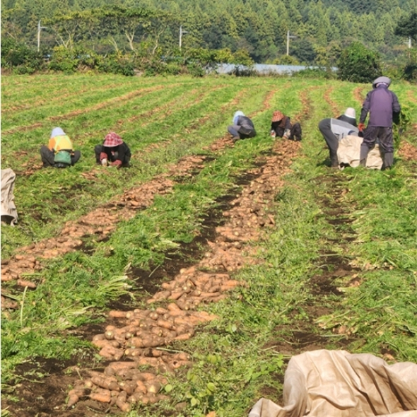 [만원의 행복] 오커최고 햇 당근 출하 2kg 5kg 10kg 중 상 특 크기