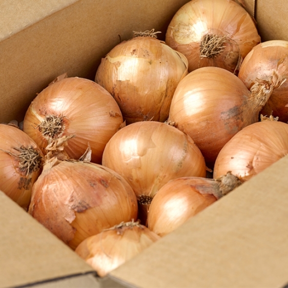 [오커최고] 양파 햇 하얀양파 1kg 2kg 3kg 5kg 소 중 특 사이즈