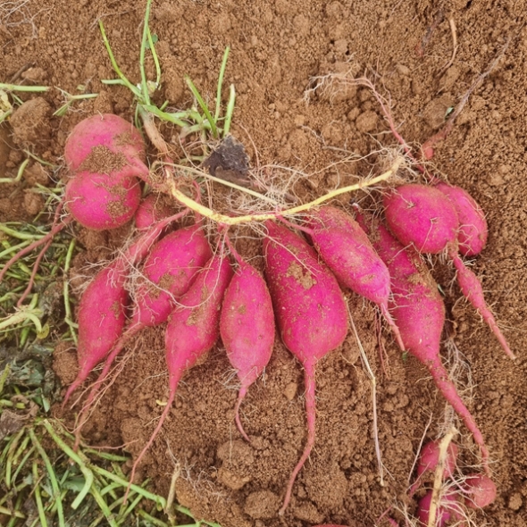 [1만원균일가][해남 황토_고구마] 베니하루카_꿀/호박 고구마_한입_2kg [세척/비세척]