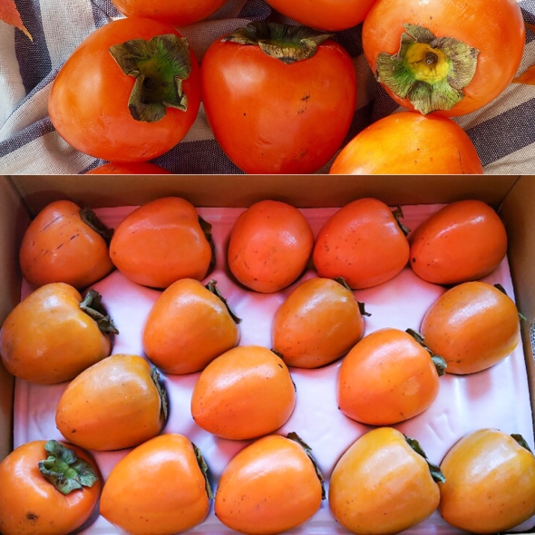 [만원의 행복]  (특대과) 달콤한  고당도  대봉감  (3kg/5kg/10kg)