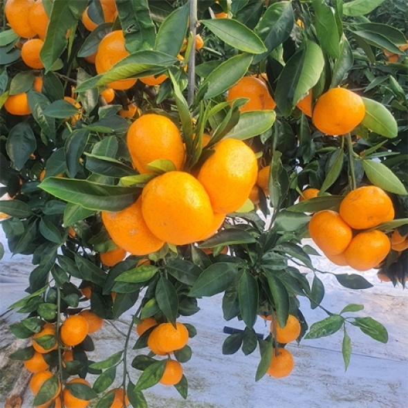 [만원의 행복] [감귤브팜] 제주 타이벡 감귤 2.5kg 4.5kg 과일 실중량