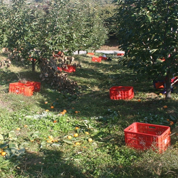 [신한카드 할인] 전통방식의 반건시 영동곶감(푸)