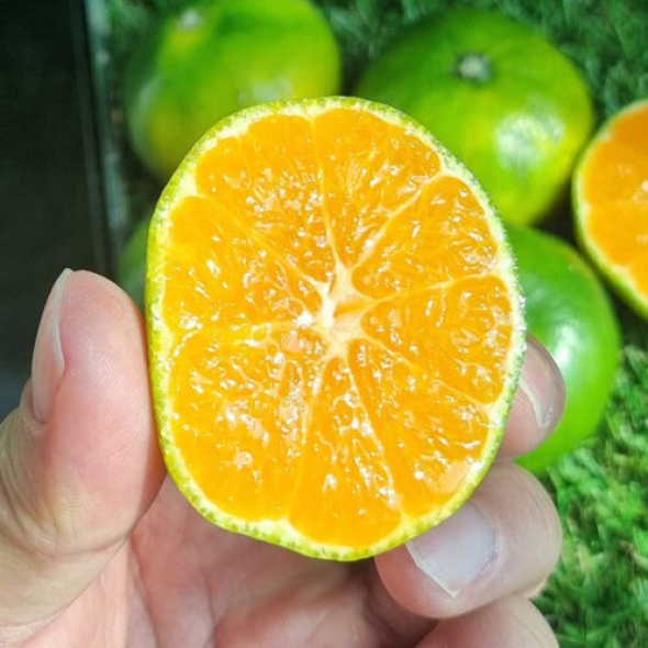 [첫수확/산지직송] 제주_고당도 극조생 감귤 [2.5kg-9kg]