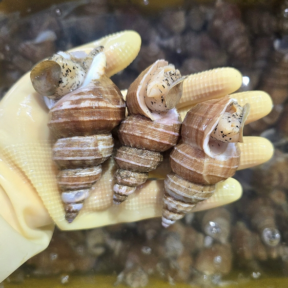 동해안 자연산 고추골뱅이 1kg 생물