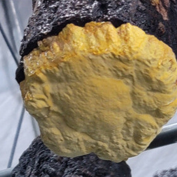 [형지] 국산100% 참나무에서 자란 황금빛 상황버섯 150g