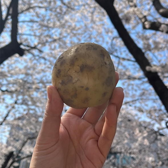 [만원의 행복] 쫀득쫀득 정말 맛있는 설봉감자