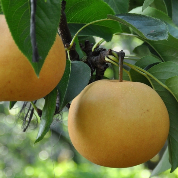 [2/3일부터 순차출고] [농협공판장] 정성드린 기획 배세트 7.5kg(11-12과)