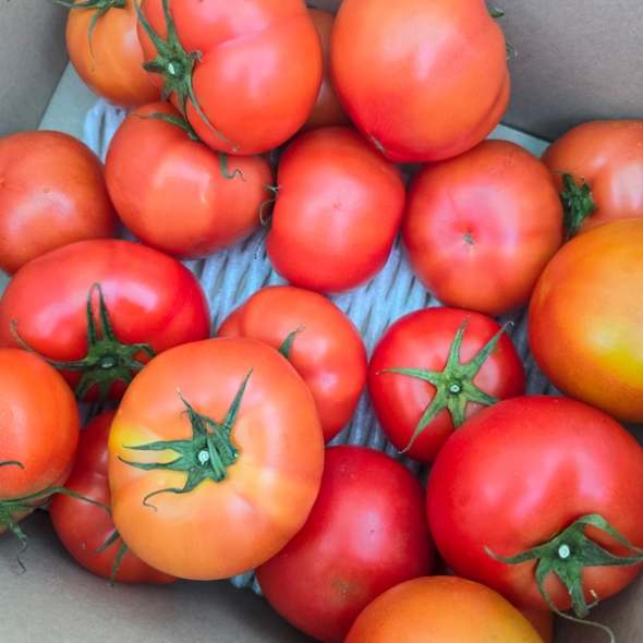 [농장직송] 완숙 토마토 2kg/5kg