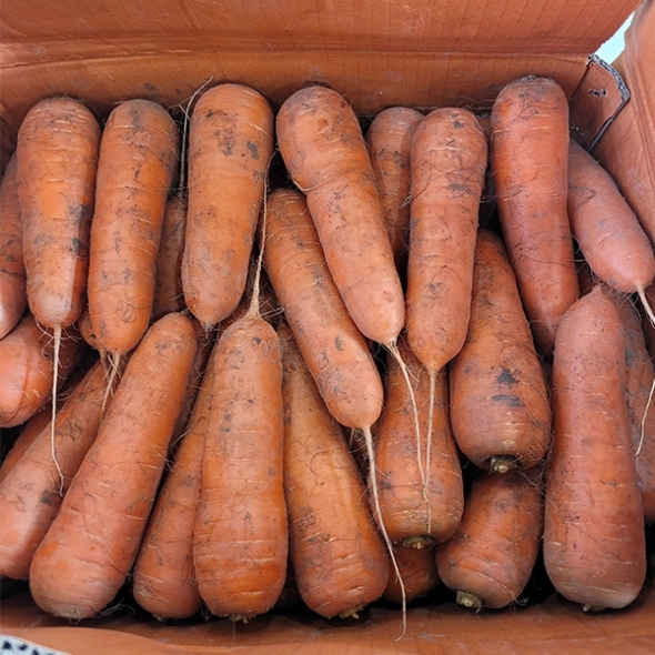 [만원의 행복] 오커최고 햇 당근 출하 2kg 5kg 10kg 중 상 특 크기