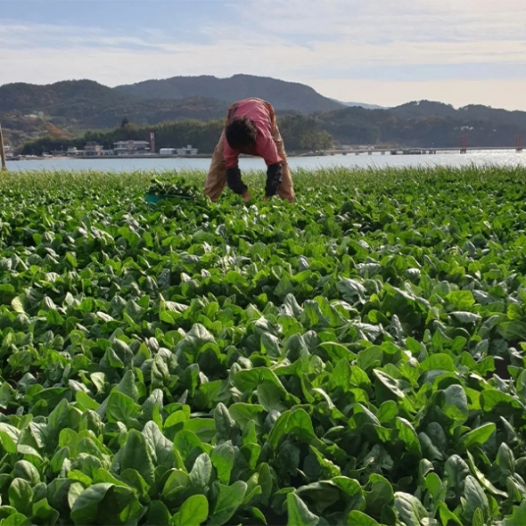 [만원의 행복] 포항 영해초 시금치