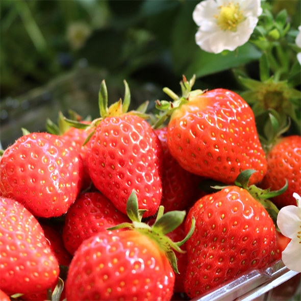  당도가 꽉찬 고당도 설향딸기(푸)