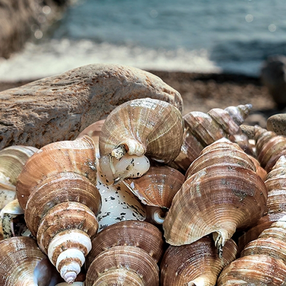 동해안 자연산 고추골뱅이 1kg 생물