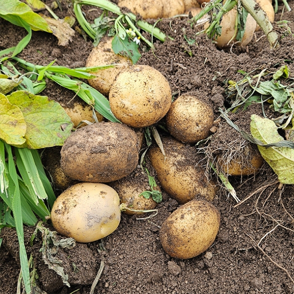 [만원의 행복] 부드럽고 달달한 맛 두백감자(푸)