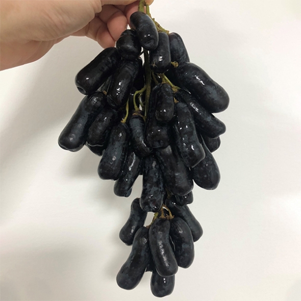 [주말특가] 고당도 블랙 사파이어 포도(푸)