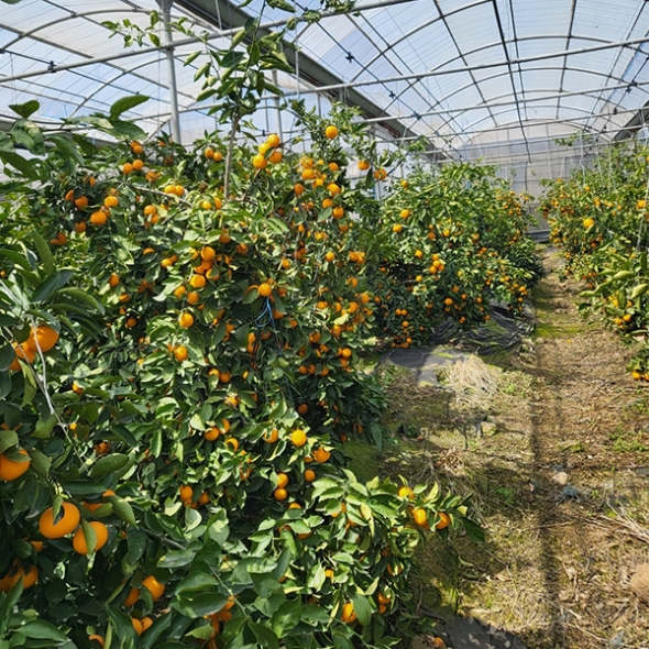 [오커최고] 시원 찐한 카라향 제주 카라향