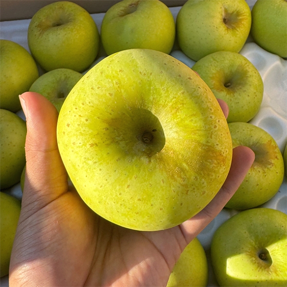 [보름데이] 고당도  특품 시나노골드(푸)