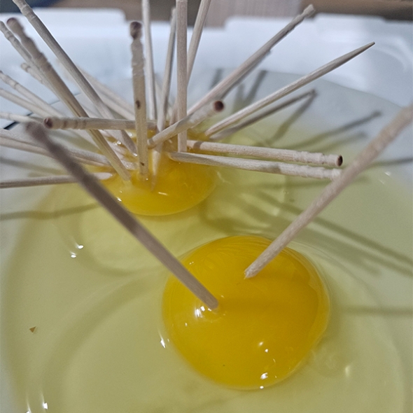 [신한카드 할인] 자연방사  홍삼란  유정란