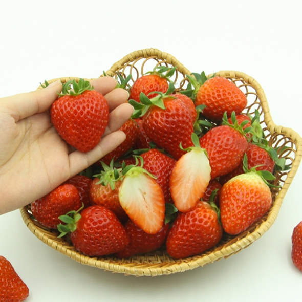 [오커캄스] 논산 설향 딸기