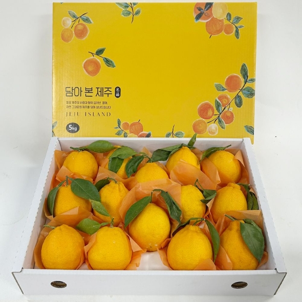 제주 서귀포 가정용 선물용 한라봉 1.5kg 2kg 한라봉선물세트