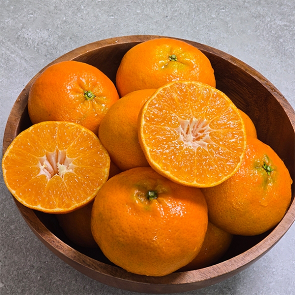 황금빛 속 붉은 매력  제주  레드향