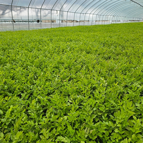 [신한카드 할인] 청정지역이 키워낸 청도미나리