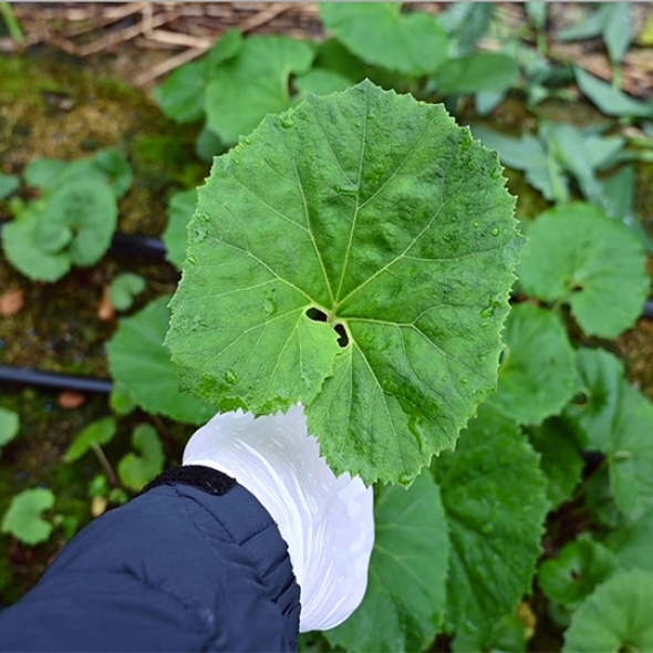[오커브팜] 봄나물 거창 머위 하우스 머위 1kg 2kg