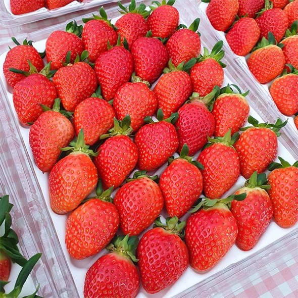  당도가 꽉찬 고당도 설향딸기(푸)