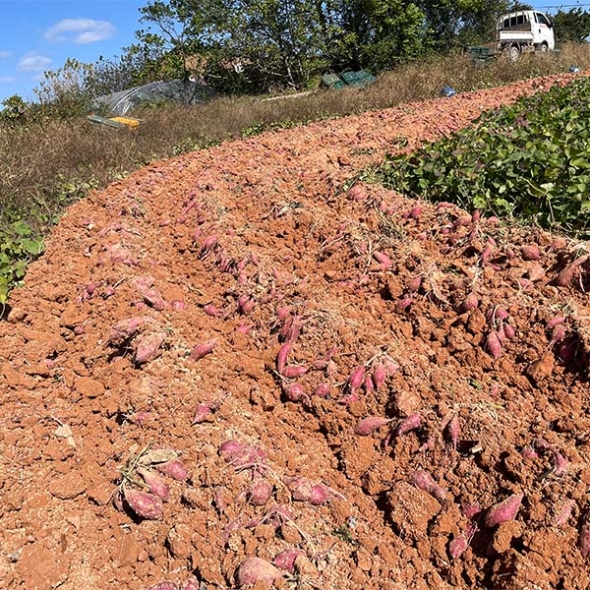 [대표산지 영암] 호풍미 고구마(비세척)