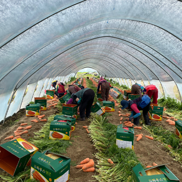 [만원의 행복] 달큰하고 아삭한 국내산 흙당근