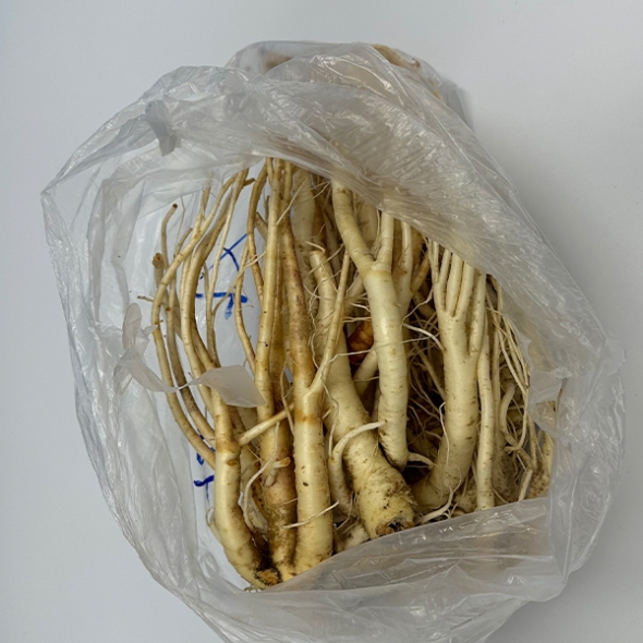 (최켓)도라지