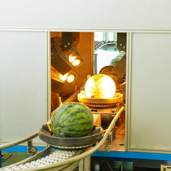 [부엌애] 당도선별 고당도 봄 수박 4kg