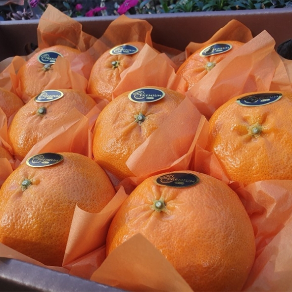 [보름데이] [선물용] 프리미엄 레드향(푸)