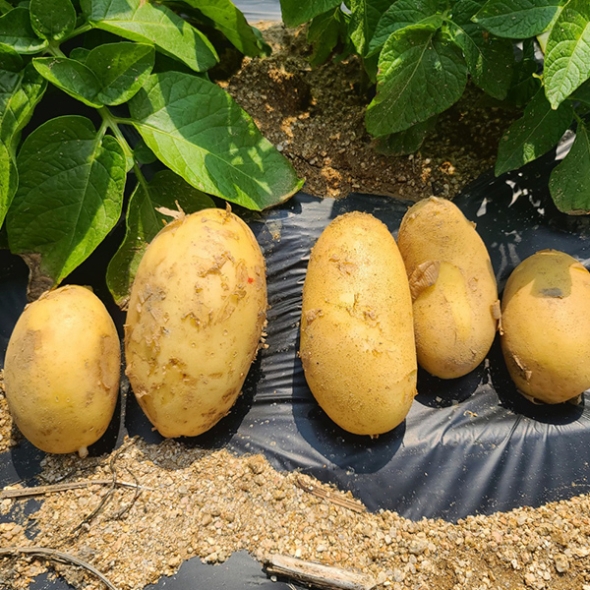 [오커최고] 골든에그 감자 황금감자 2~5kg