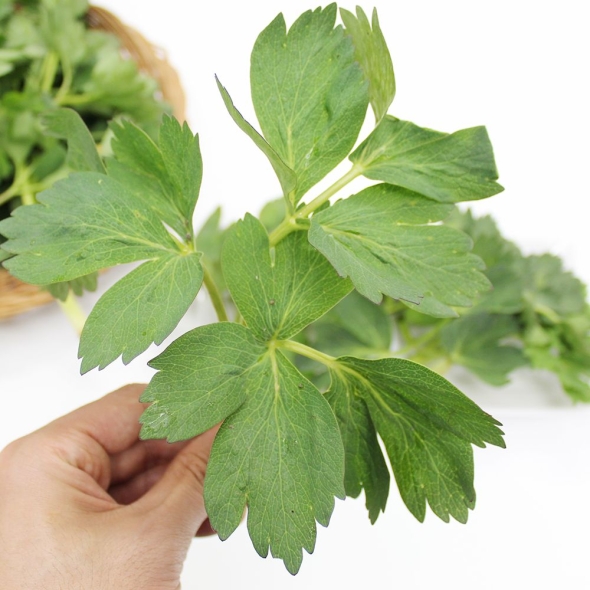 여수 금오도 해풍맞은 방풍나물 봄나물 나물 1kg 500g